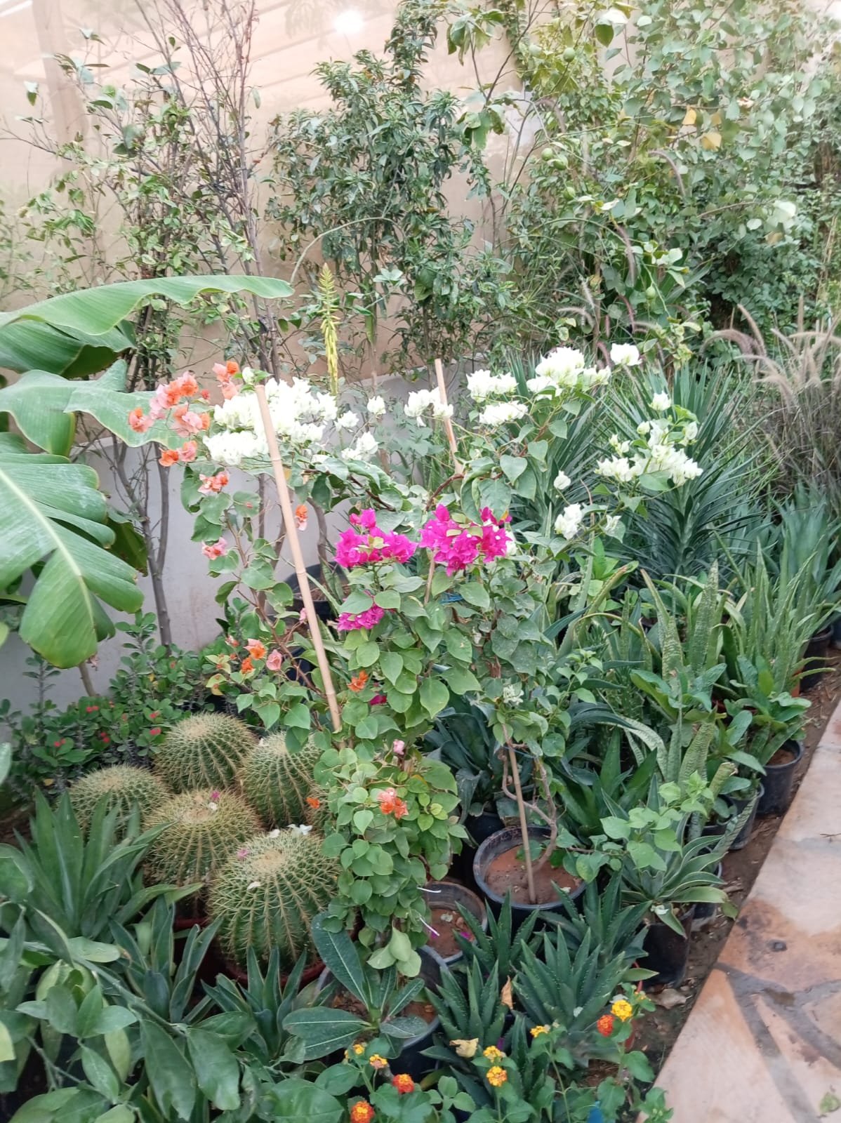 عمل تنسيق حدائق